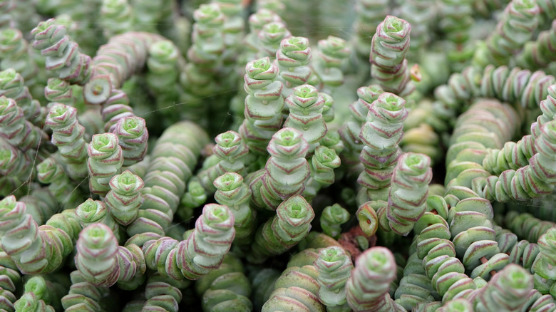 The stacked leaves of the necklace vine
