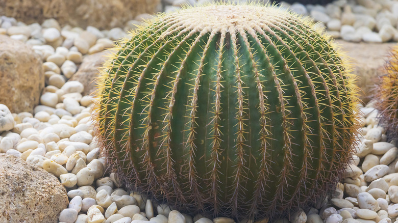 The spines of a large golden barrel cactus shine yellow in a halo around the plant