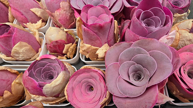 Pink mountain rose plants in pots, with leaves in striking shades of pink