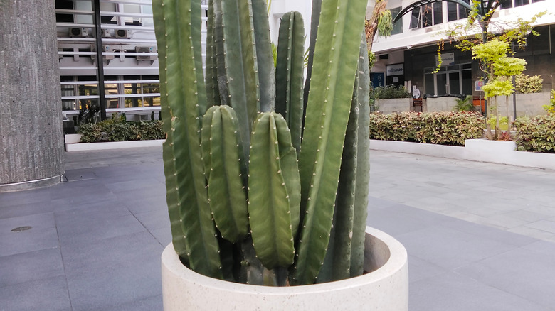 Cowboy cacti growing in a modern white pot on an apartment patio