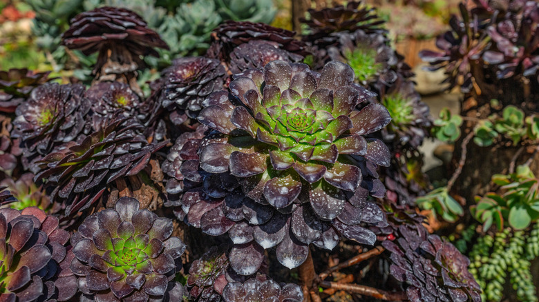 The dark and moody foliage of black rose Aeonium