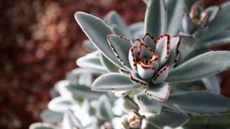 The soft velvety leaves of the panda plant