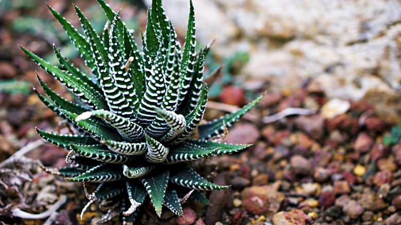 A small and tidy zebra plant with striped spiky leaves