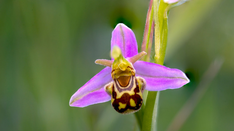 A very close shot of a blooming bee orchid