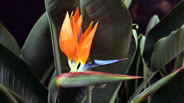 A blue and orange blooming bird of paradise