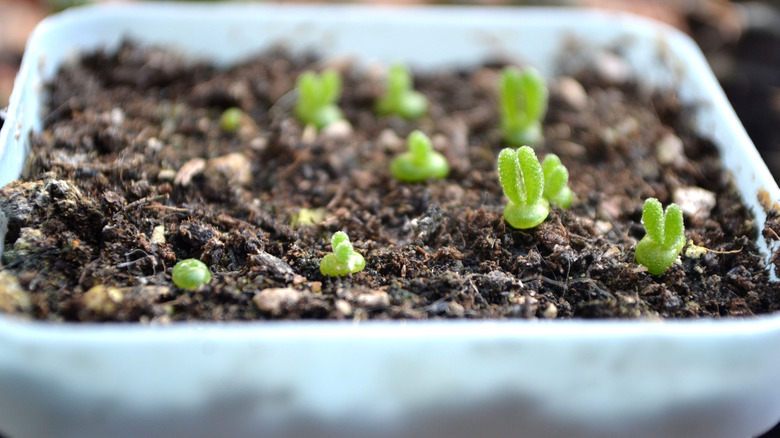 A plastic container full of dirt and tiny bunny ear succulents