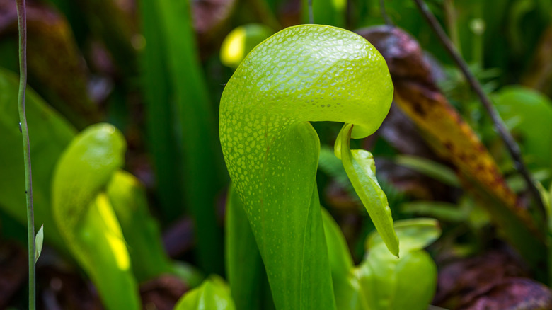 A closeup of growing green cobra lilies