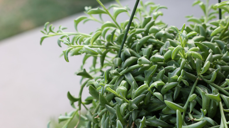 A closeup of the leaves on a dolphin plant