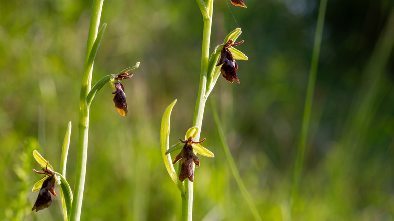 Two growing stalks with fly orchid flowers