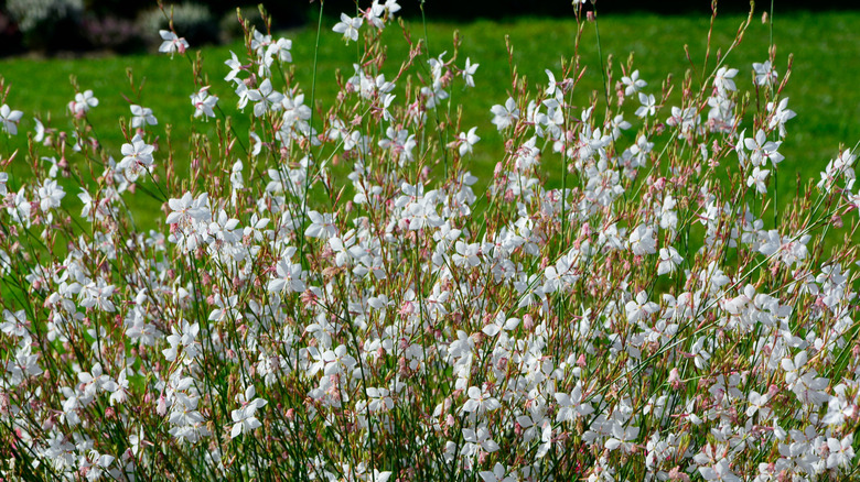 A large shrub full of white butterfly shaped gaura flowers