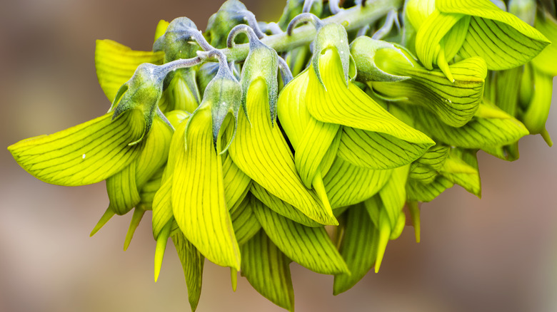 A closeup of a bright green birdflower branch