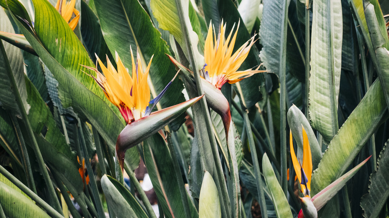 Several bird of paradise flowers blooming amongst foliage
