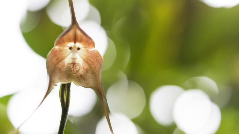 a closeup of a beige monkey face orchid growing in a tree