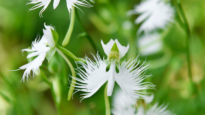 A closeup of white egret orchid flowers growing amongst foilage