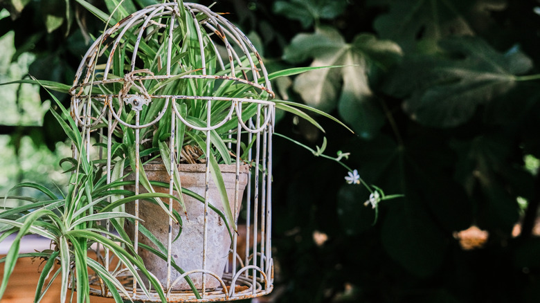 A plant pot sitting inside of a worn white metal birdcage