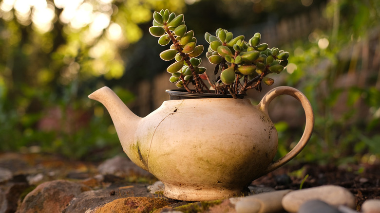 Closeup of a stone teapot with a succulent inside