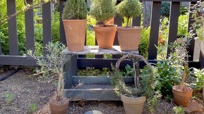 A weathered wooden box with potted plants on top