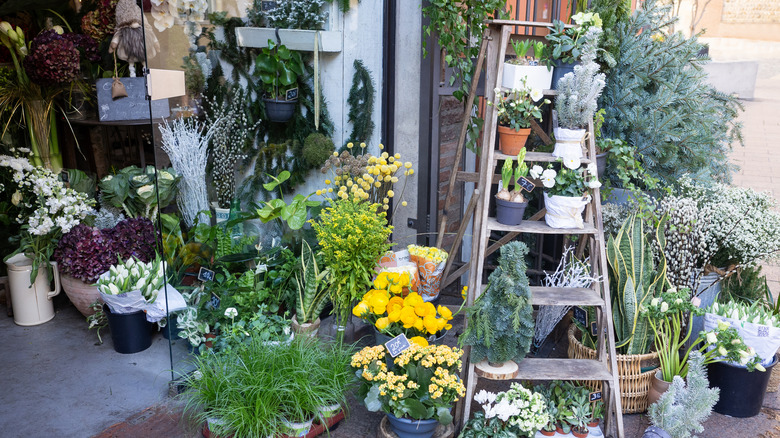 Old wooden ladder outdoors with potted plants on the steps