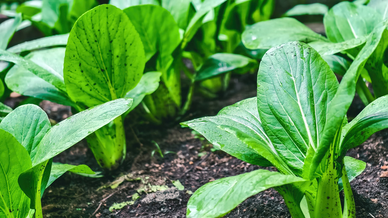 Beautiful green bok choy leaves growing in a garden