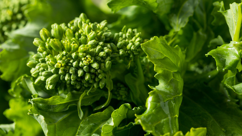 Green broccoli raab buds and leaves