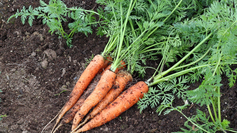 A bunch of healthy carrots harvested in a garden