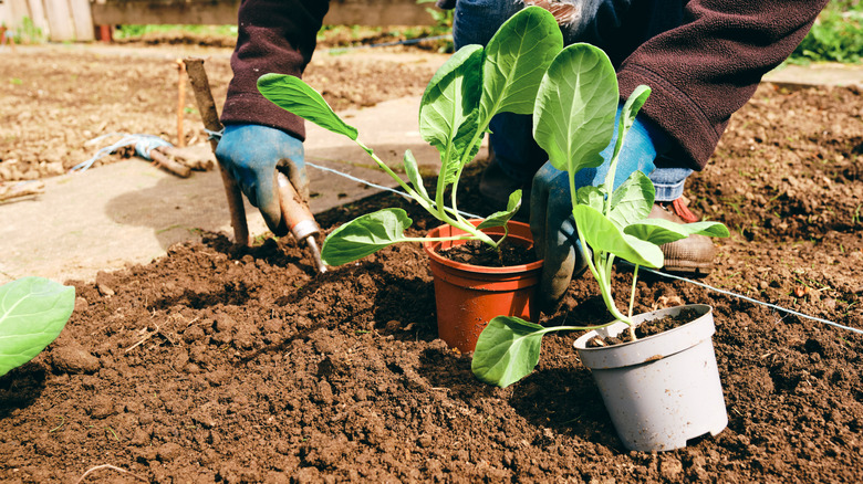 A person planting brussels sprouts in the fall