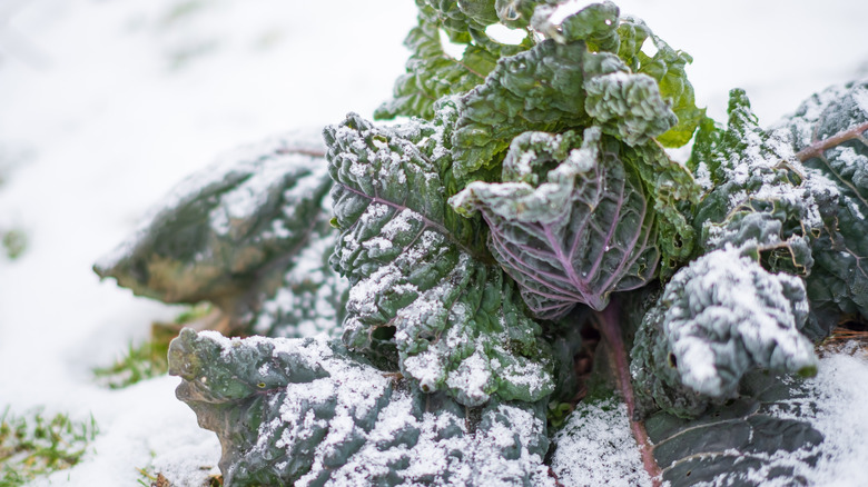 Kale leaves growing with a cover of snow