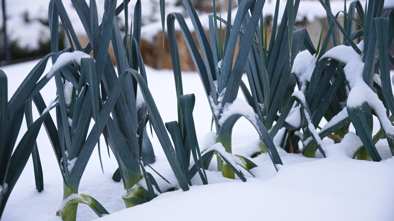 Leeks growing in a garden covered in snow