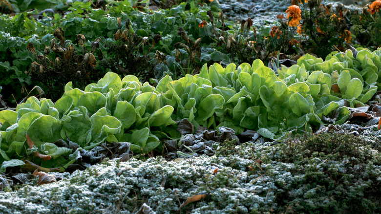 Lettuce growing in the fall with frost on it