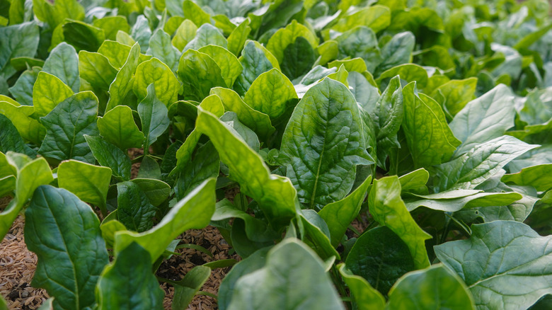 Spinach growing in a garden bed