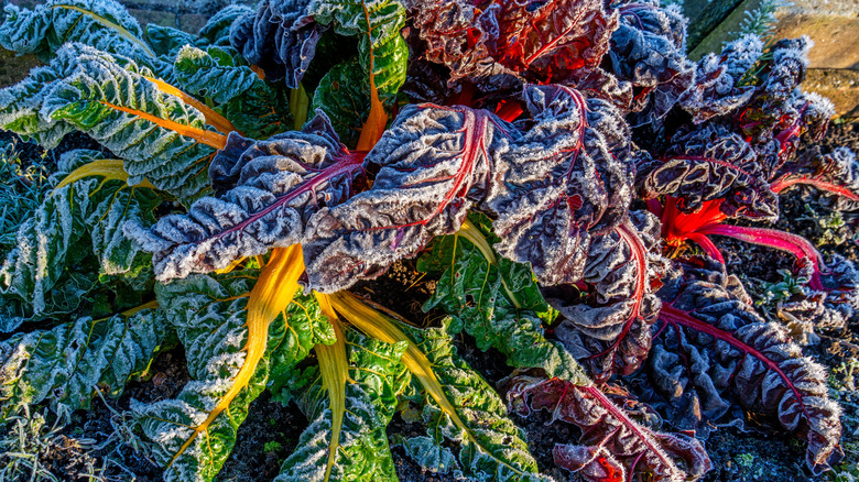Swiss chard leaves covered with frost in a winter garden
