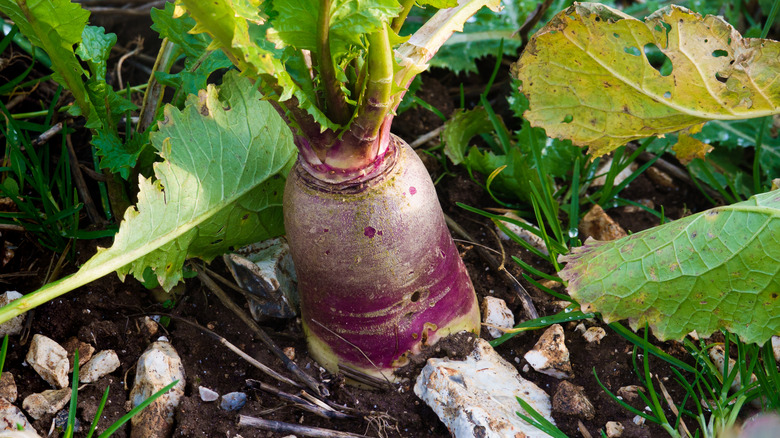 Winter turnip growing in a garden