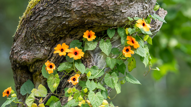 A black-eyed Susan vine climbs an apple tree