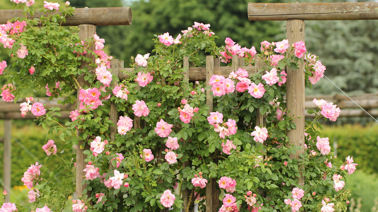 Pink climbing roses grow on a trellis