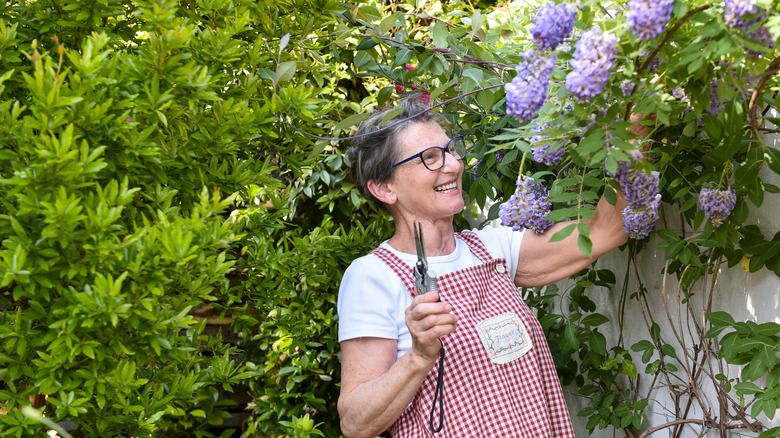 A smiling gardener is about to prune climbing wisteria with a pair of shears