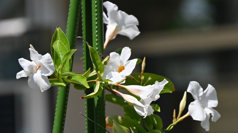 White mandevillas flowers grow on a vine