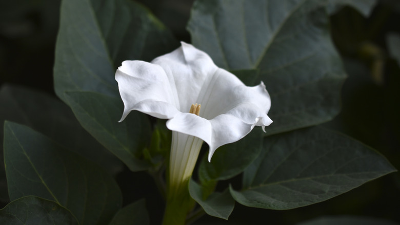 A moonflower blossom nestled among leaves in the dark