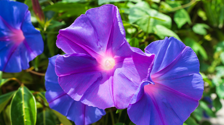 Several purplish blue morning glory flowers are seen in a closeup