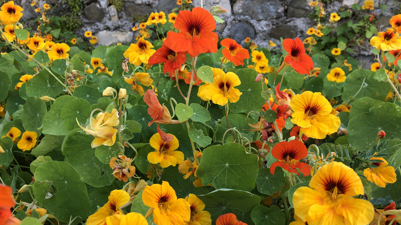 Orange and yellow nasturtiums bloom on the vine