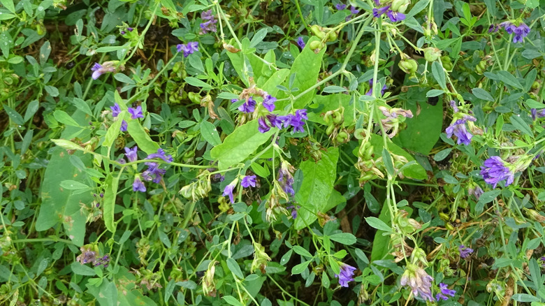 A purple-flowering snapdragon vine with some spent flowers is ready to be pruned