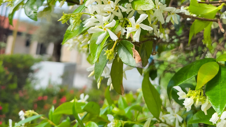 A closeup of the flowers of a star jasmine vine
