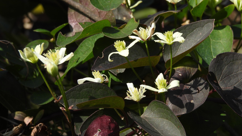 White sweet autumn clematis flowers bloom on the vine