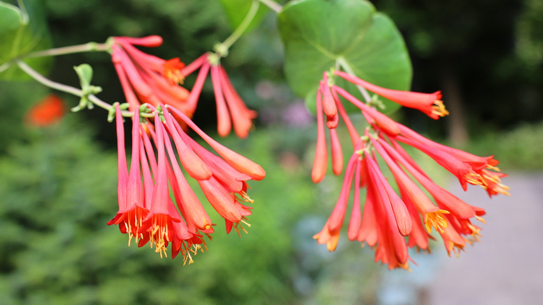 Trumpet honeysuckle flowers grown on a vine in front of a blurred background