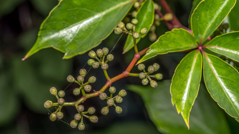 A closeup of a Virginia creeper leaf with fruits