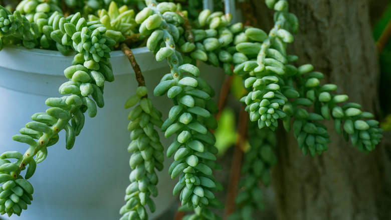 A burro's tail succulent with its leaves that resemble a braided donkey's tail