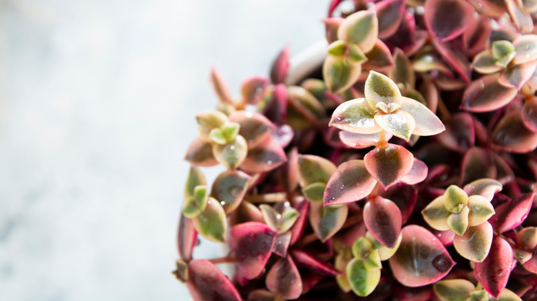 The beautiful multi-hued clusters of leaves of a Calico kitten succulent