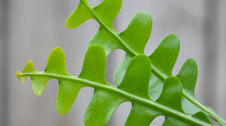 Close-up of the zig-zag leaves of a fishbone cactus