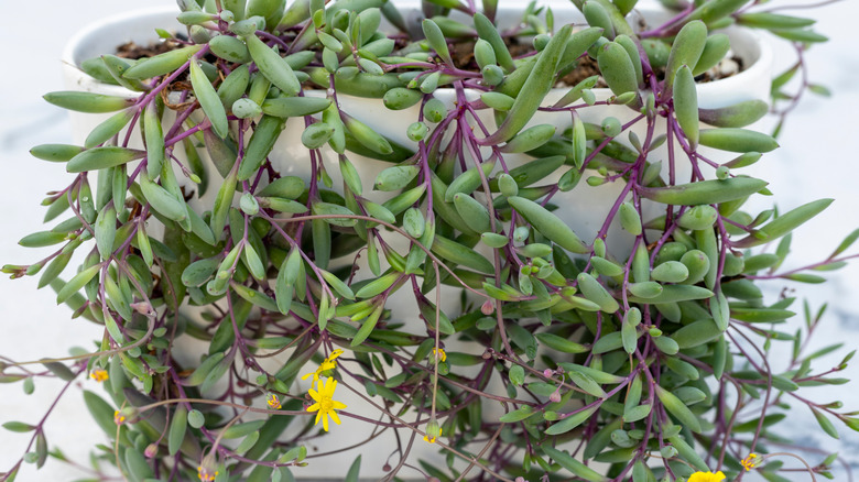 The fleshy green leaves, ruby-red stems, and yellow daisy-like flowers of a ruby necklace succulent, all trailing out of a pot