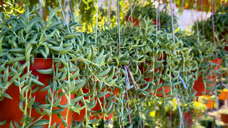 Several string of bananas succulents trailing from hanging pots
