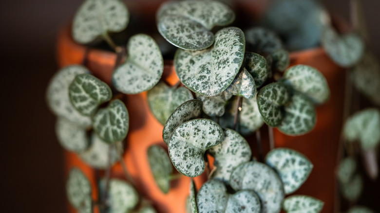 The beautiful heart-shaped leaves of a string of hearts succulent